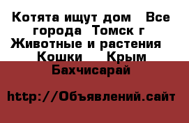 Котята ищут дом - Все города, Томск г. Животные и растения » Кошки   . Крым,Бахчисарай